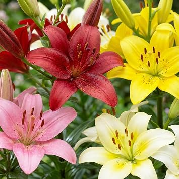 Bulbi Fiori Perenni da Esterno – 15 Bulbi di Gigli Matrix | Mix di 5 varietà (3 per ogni colore), Piante e Fiori Esclusivi dall’Olanda, per giardino e vaso (non semi, non artificiali)
